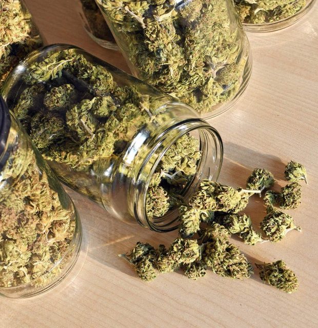 dry-and-trimmed-cannabis-buds-stored-in-a-glas-jar-PP4THVA-1-e1634563958624.jpg Dry and trimmed cannabis buds stored in a glas jar pp4thva 1 e1634563958624.jpg